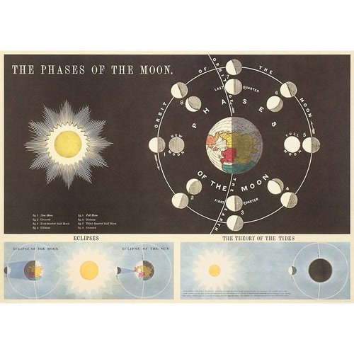 Cavallini Paper Poster «Moon Phases 1»