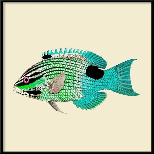 Fischbild gerahmt «turquoise & neon green»
