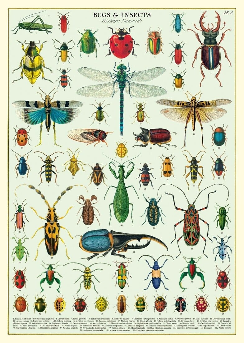 Cavallini Paper Poster «Bugs&Insects»