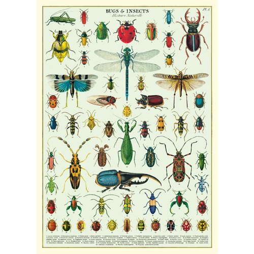 Cavallini Paper Poster «Bugs&Insects»