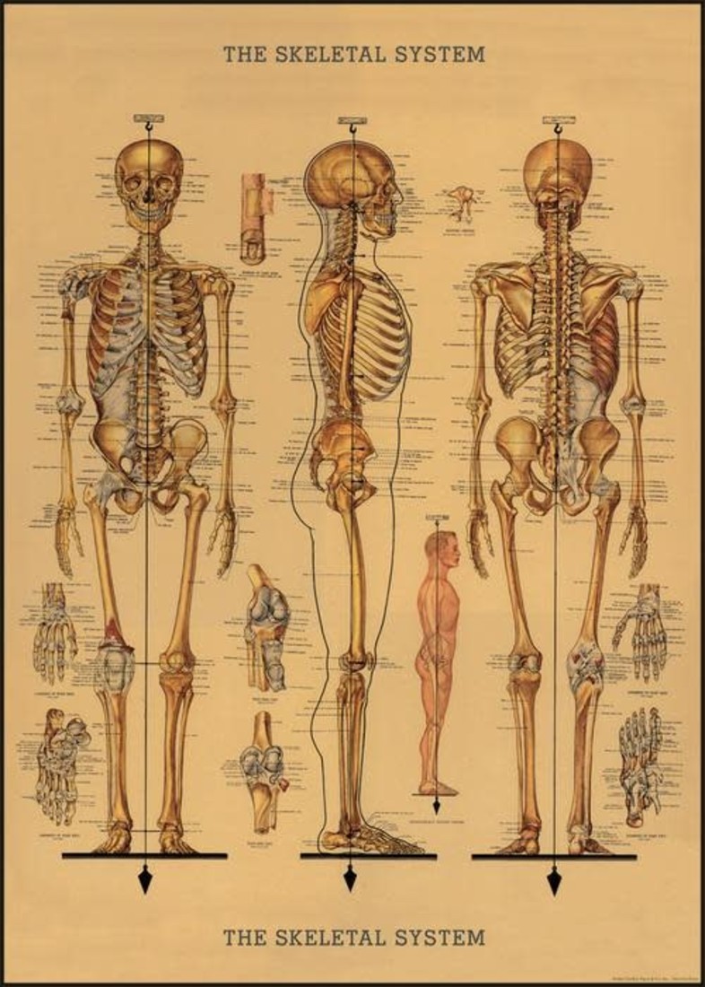 Cavallini Paper Poster «Human Skelet 1»