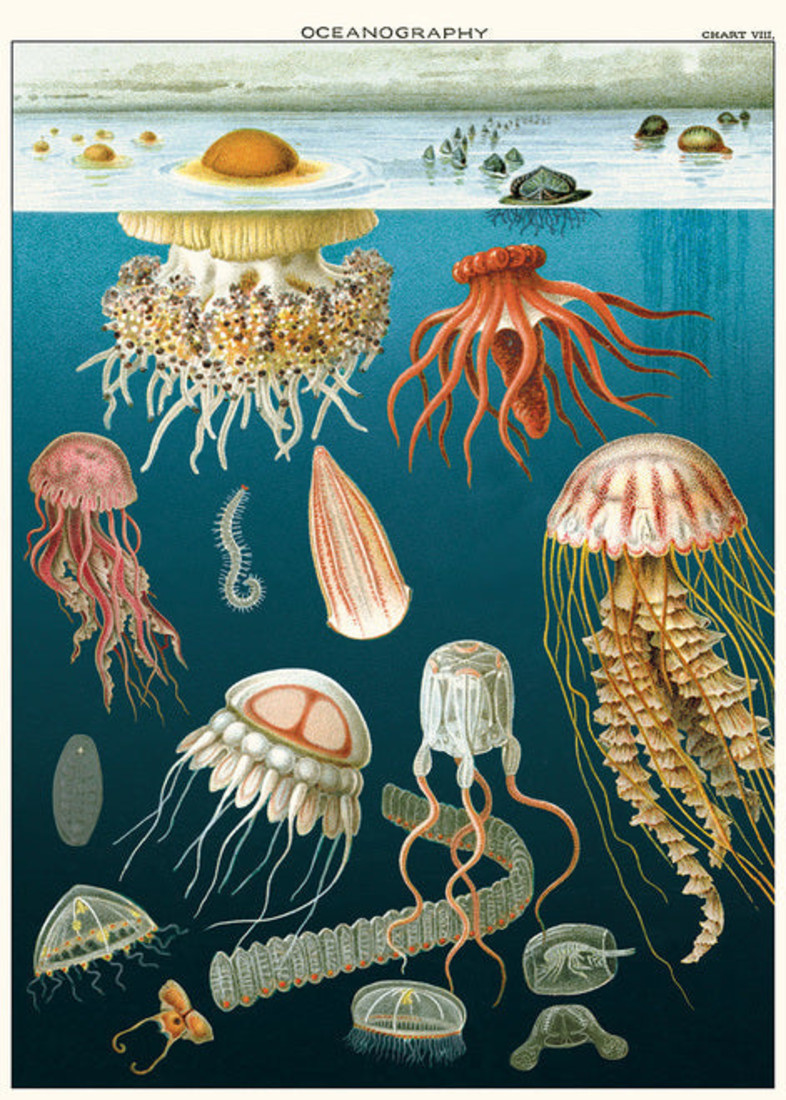 Poster «Jellyfish Oceanography»