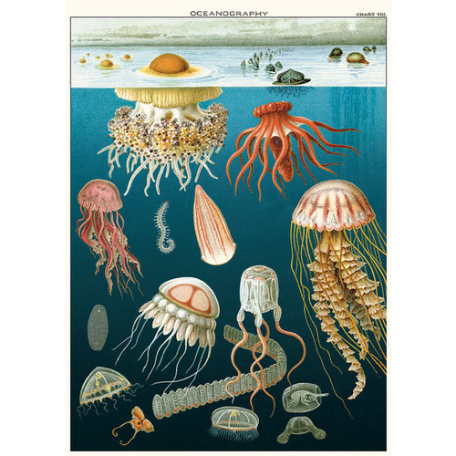 Poster «Jellyfish Oceanography»