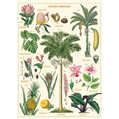 Poster «Tropical Plants»