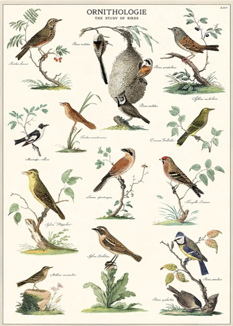 Cavallini Paper Poster «Birds»