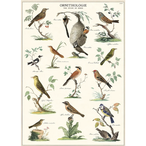 Cavallini Paper Poster «Birds 2»