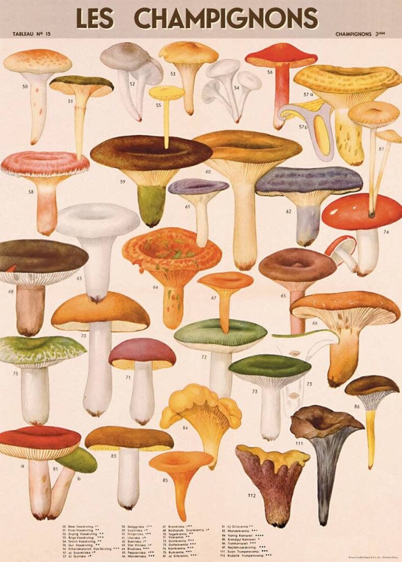 Cavallini Paper Poster «Mushrooms 2»