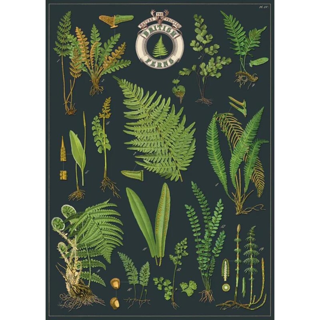 Cavallini Paper Poster «British Ferns»