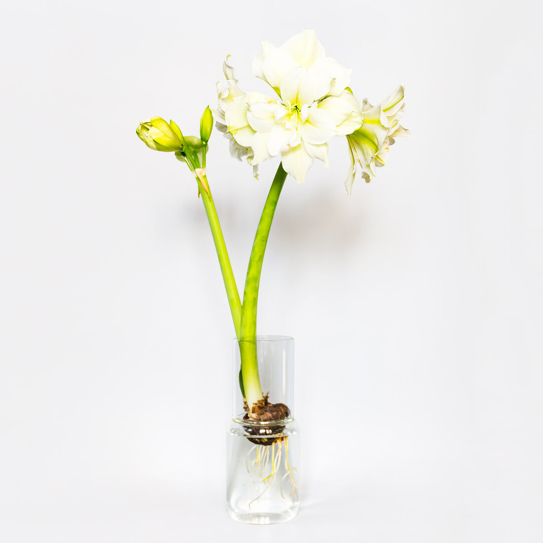 Glaslabor Glaslabor Radix-Glas gross