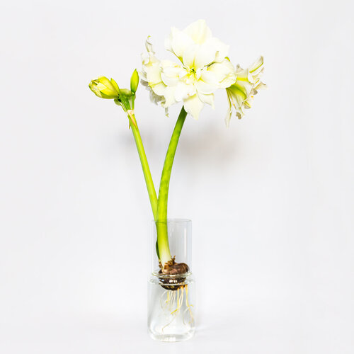 Glaslabor Glaslabor Radix-Glas gross