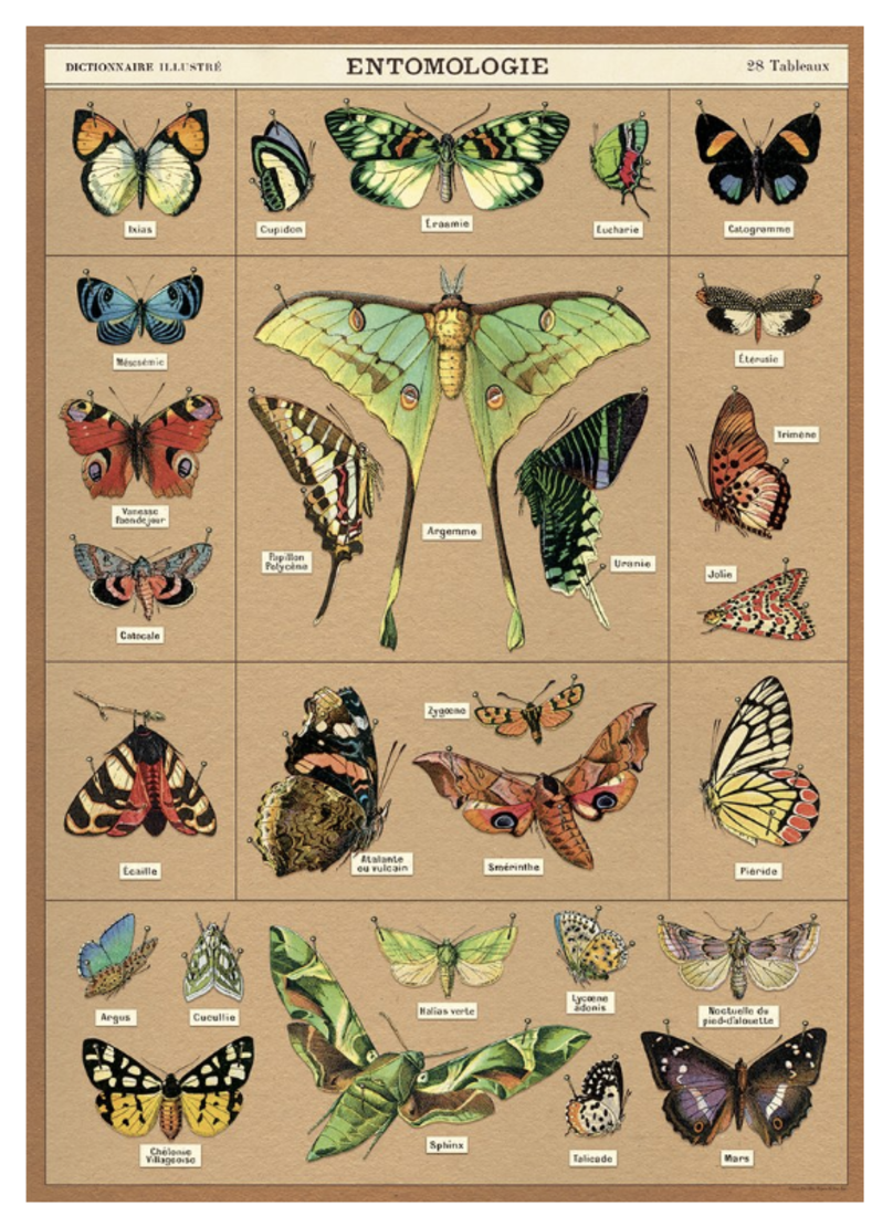 Cavallini Paper Poster «Entomologie»