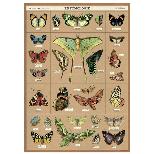 Cavallini Paper Poster «Entomologie»