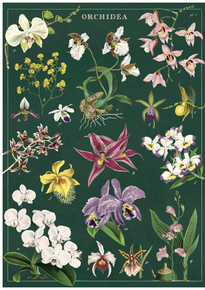 Cavallini Paper Poster «Orchids»