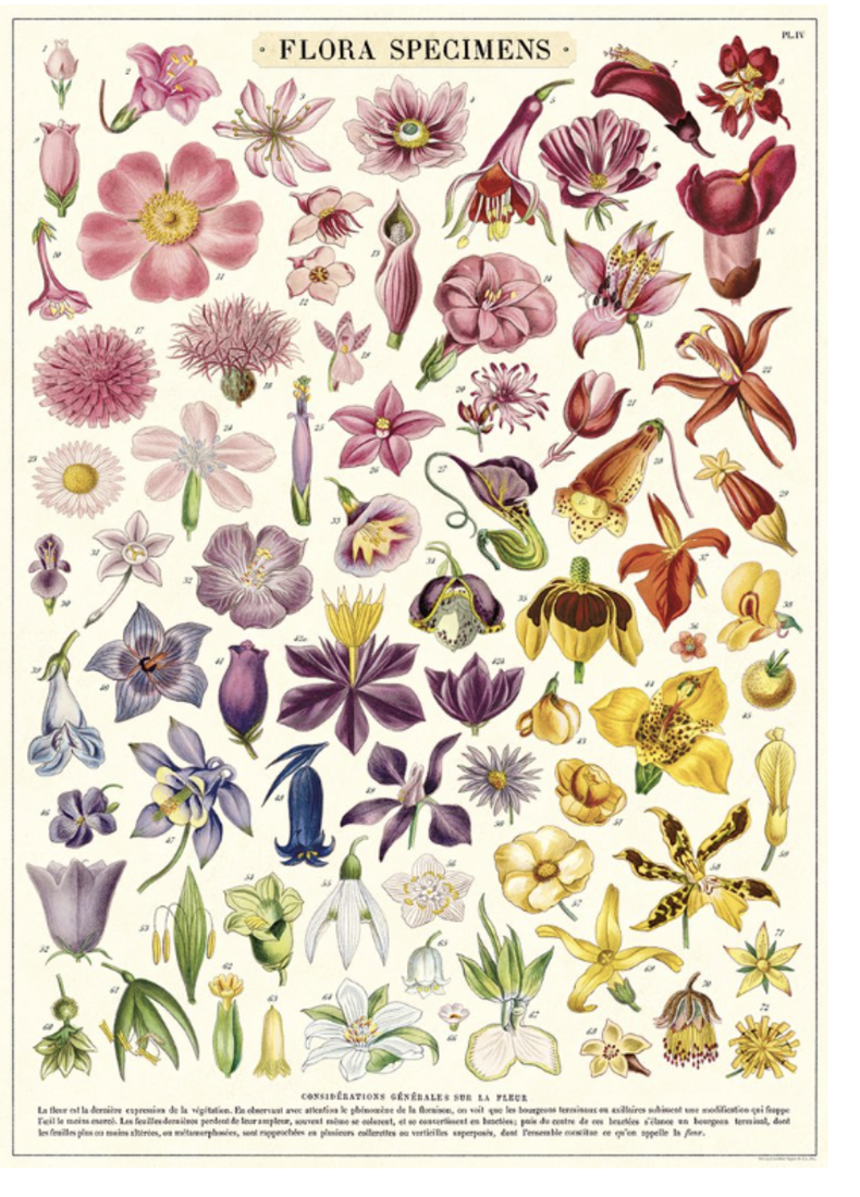 Cavallini Paper Poster «Flora Specimens»