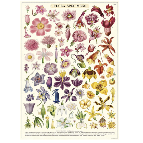 Cavallini Paper Poster «Flora Specimens»