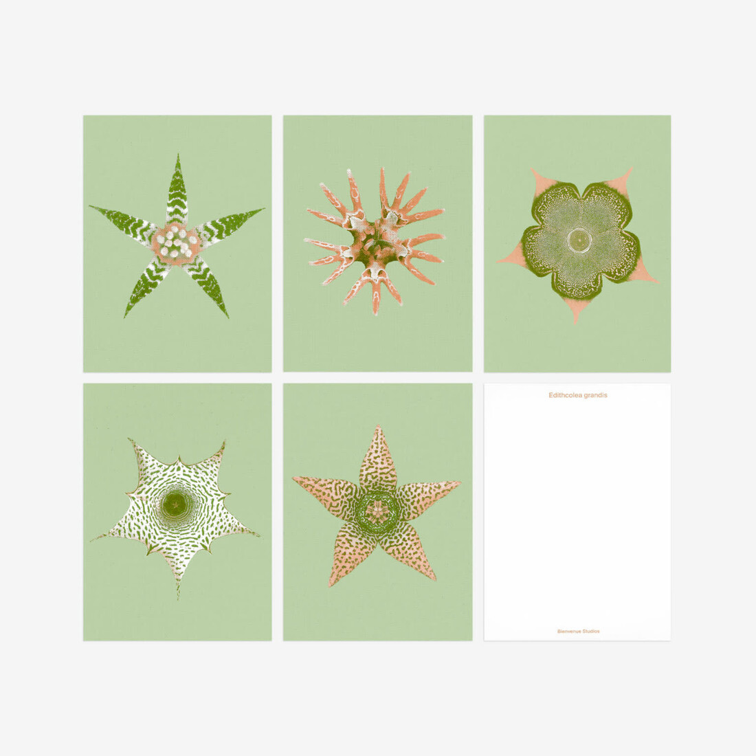 Biophilic Desing Kartenset N° 15 «Ephemeral Blooming»