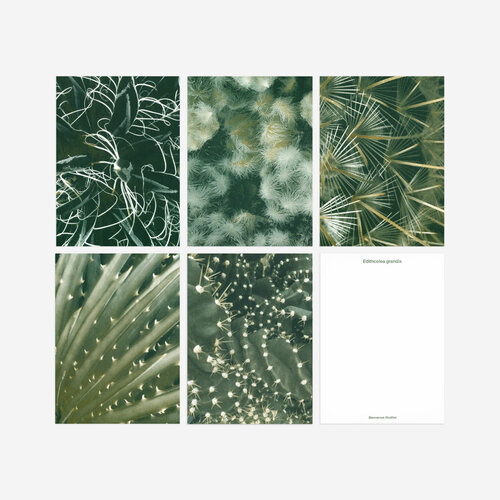 Biophilic Desing Kartenset N° 6 «Quite Water»