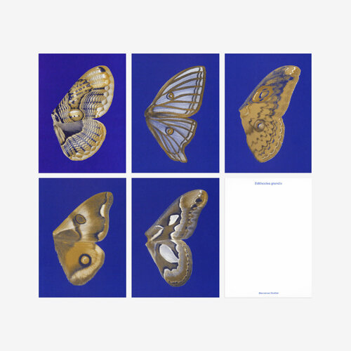 Biophilic Desing Kartenset N° 14 «Moon Fluttering»