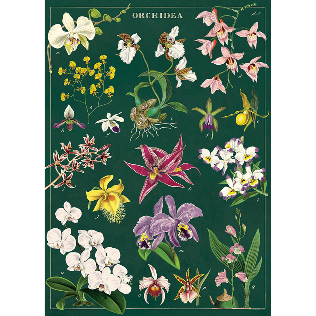 Cavallini Paper Poster «Orchids»
