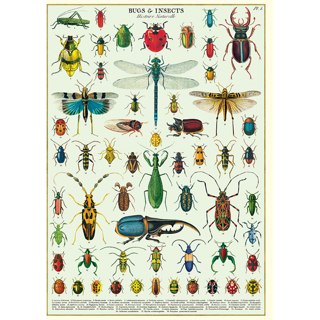Cavallini Paper Poster «Bugs&Insects»