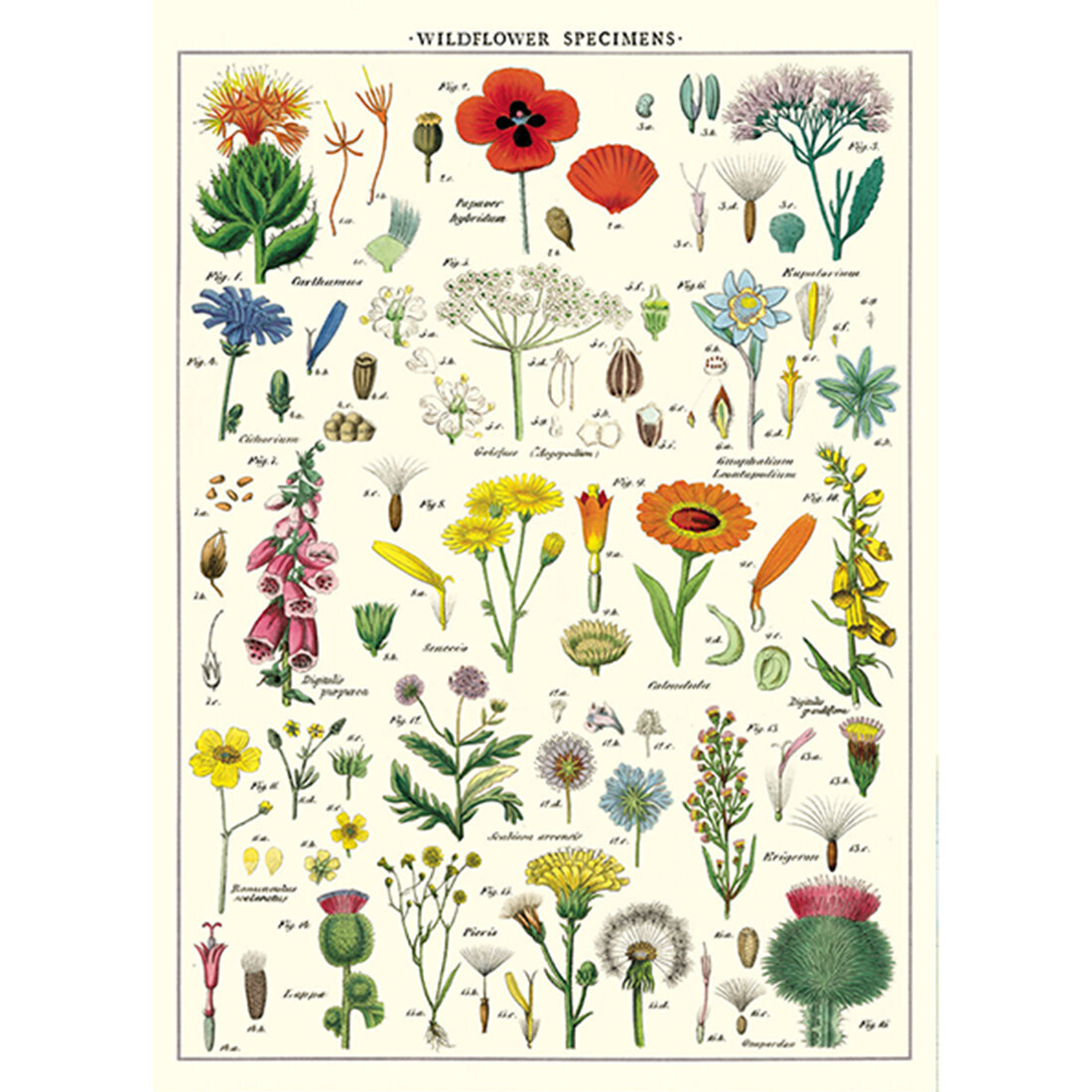 Cavallini Paper Poster «Wildflowers»