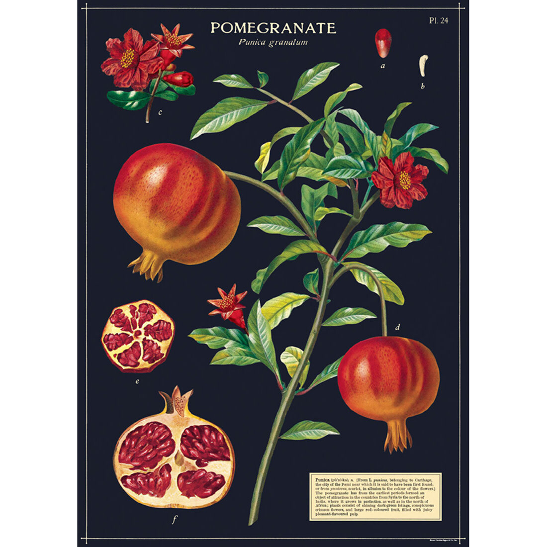 Cavallini Paper Poster «Pomegranate»