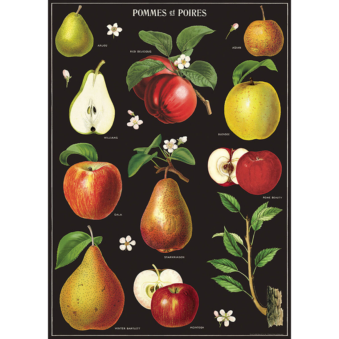 Poster «Apples & Pears»