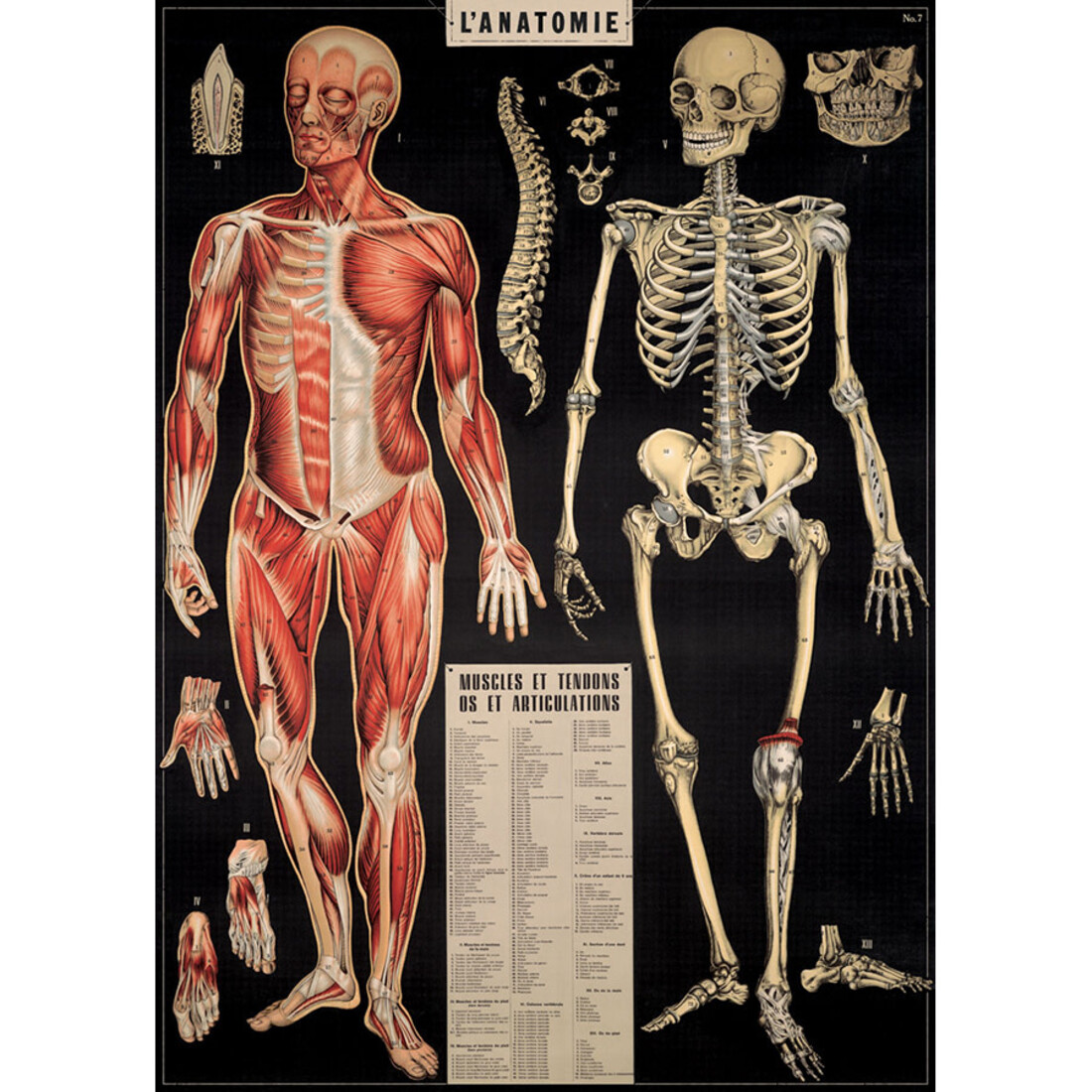 Poster «L'anatomie»