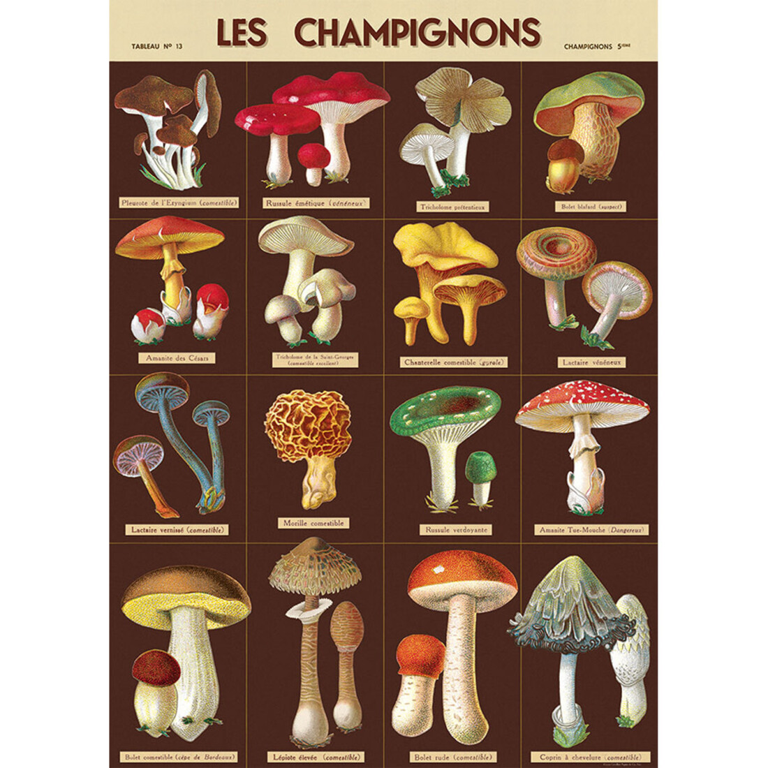 Cavallini Paper Poster «Les Champignons»