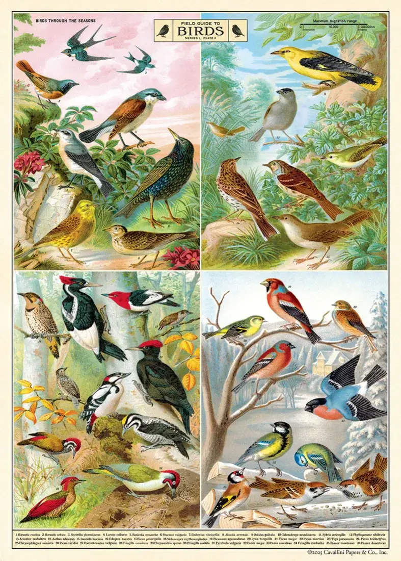Cavallini Paper Poster «Filed Guide to Birds»