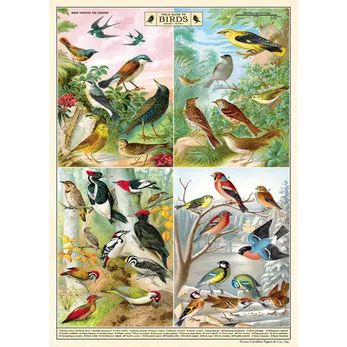 Cavallini Paper Poster «Filed Guide to Birds»