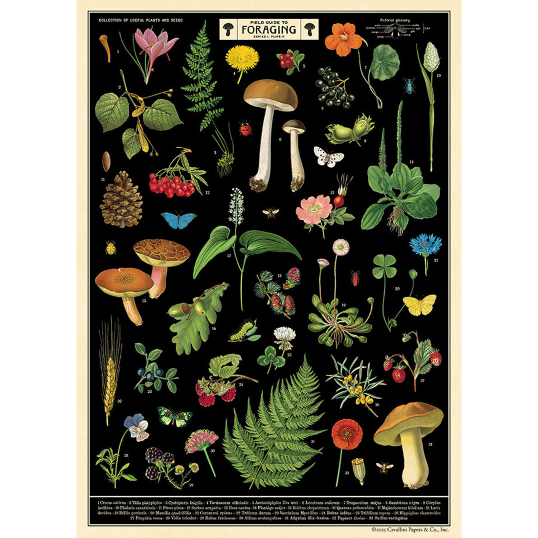 Cavallini Paper Poster Filed Guide to Foraging