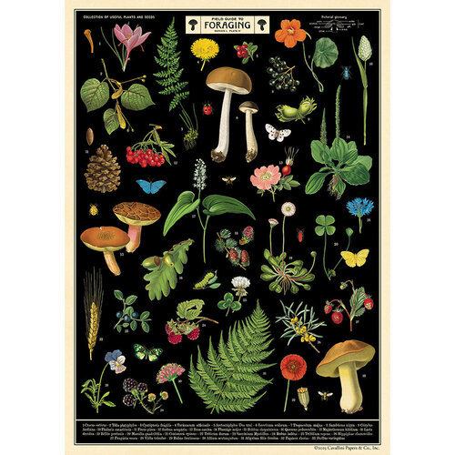 Cavallini Paper Poster Filed Guide to Foraging