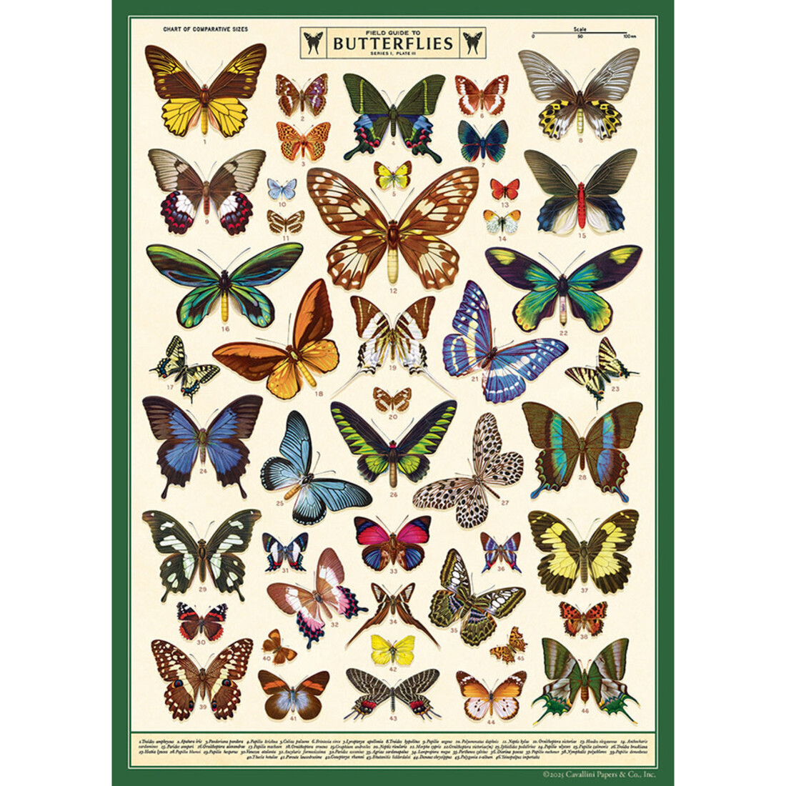 Cavallini Paper Poster «Field Guide to Butterflys»