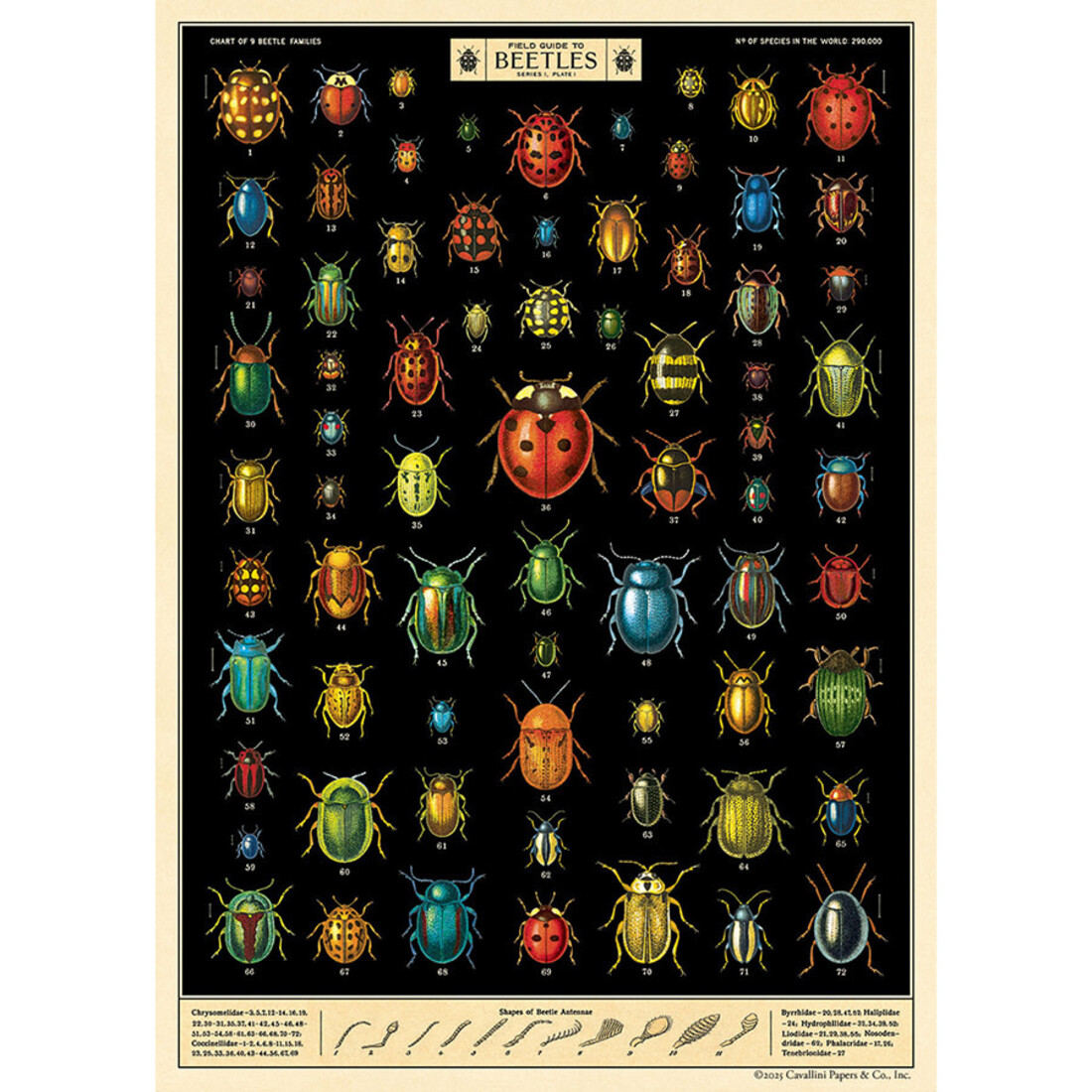 Cavallini Paper Poster «Field Guide to Beetles»