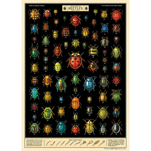 Cavallini Paper Poster «Field Guide to Beetles»