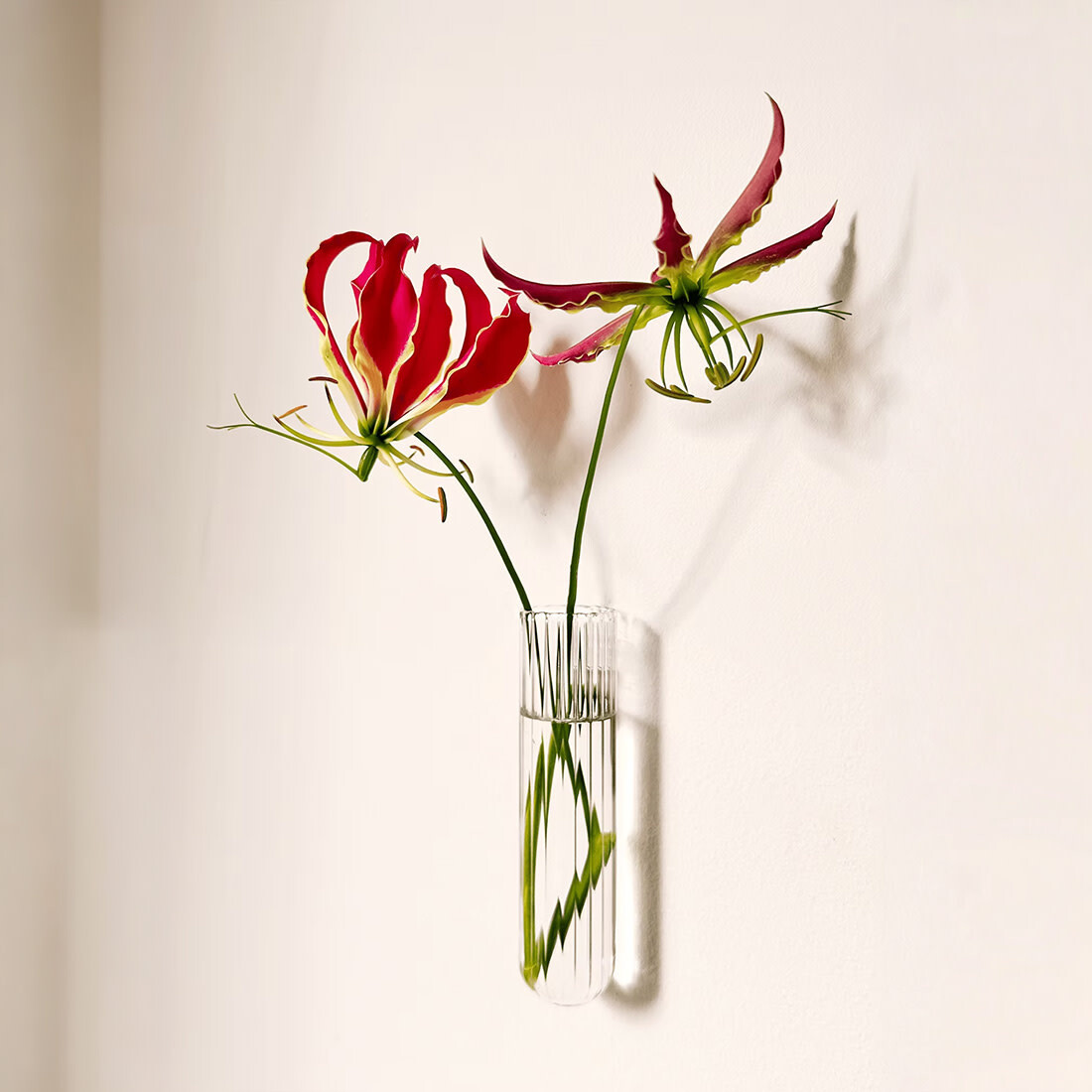 Walleaf Walleaf transparent
