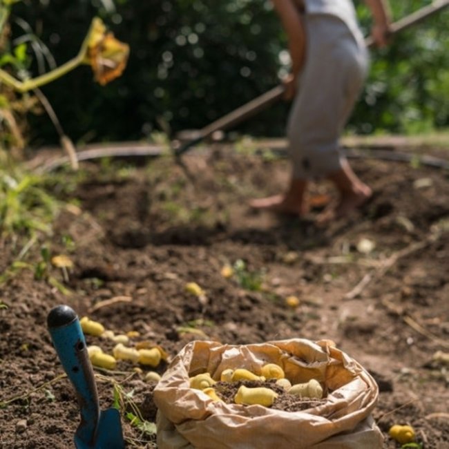 Grapat houten tulp 36 st (Mandala Tulip)