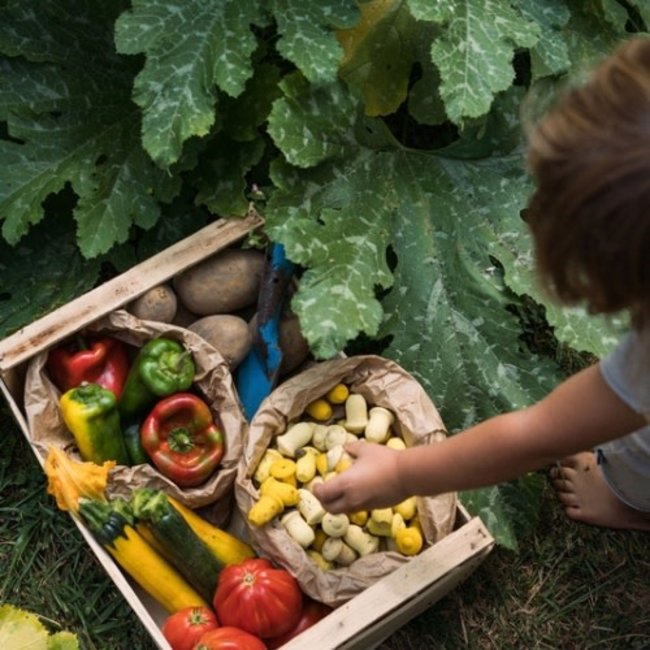 Grapat houten tulp 36 st (Mandala Tulip)