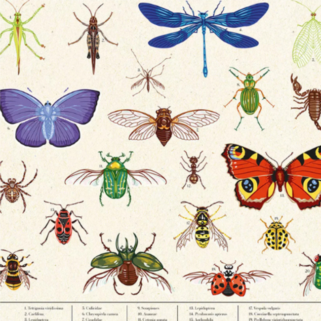 Janod Janod Atelier - Tuin Verkenner