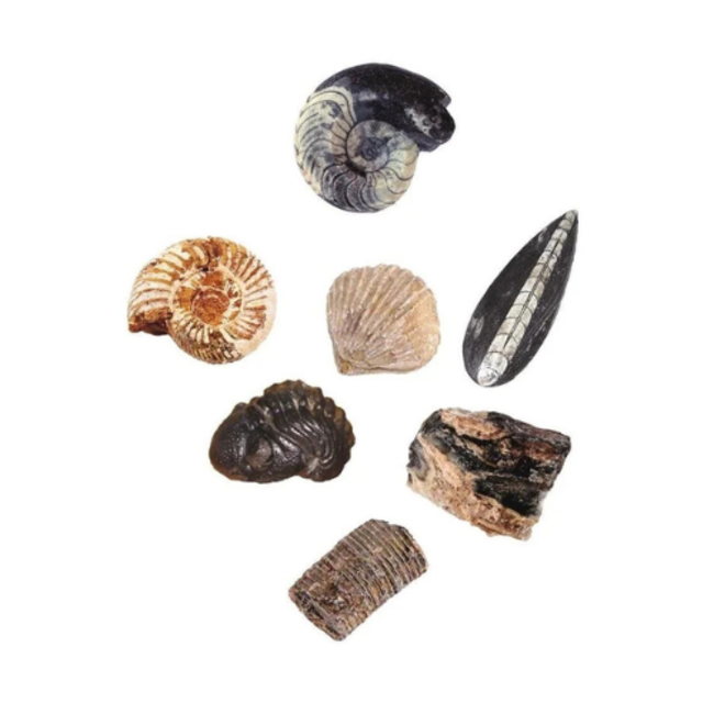 moses. Verlag Knutselpakketten, Experimenteren - Expeditie natuur uithakset fossielen