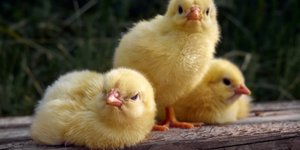 Kom kuikentjes maken voor Pasen!