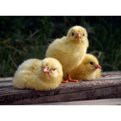 Kom kuikentjes maken voor Pasen!