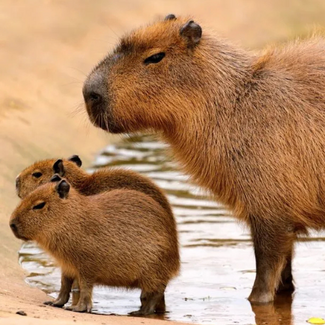 Capibara verrassingstas