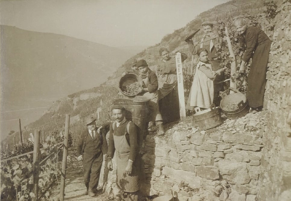 Historische druivenoogst van de familie Leitz in de Rheingau