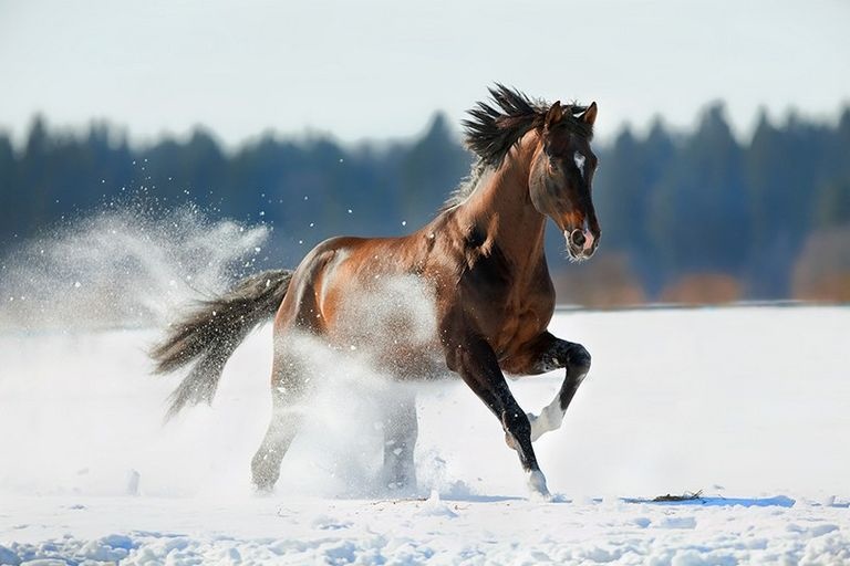 Paarden en kou: 6 tips bij koud weer