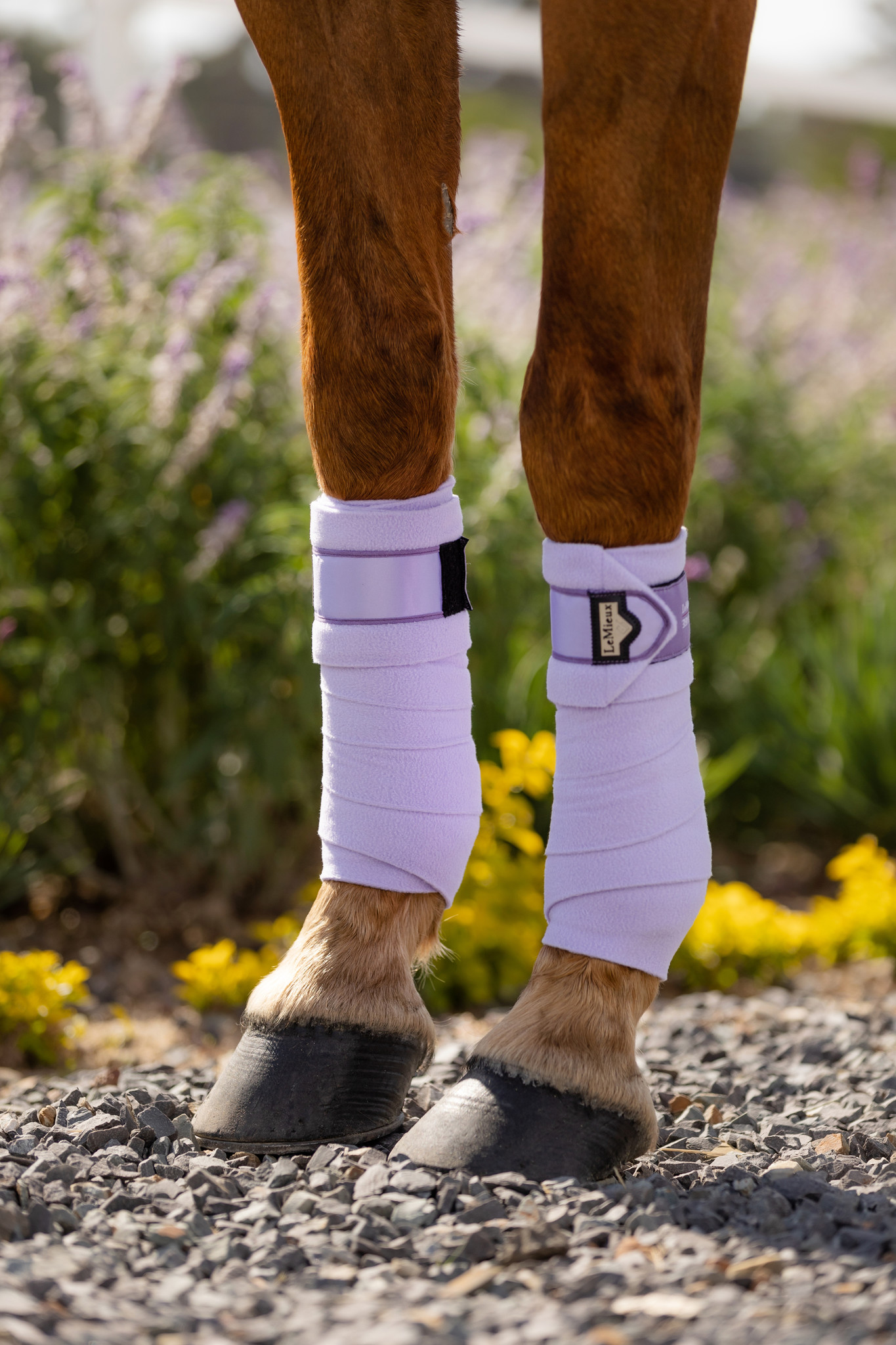 Le Mieux Loire Polo Bandages Wisteria - Equestrian Maddelin