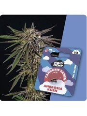 Holy Hemp Holy Hemp Cannabis Samen - Ambrosia Kush (3 Stück)