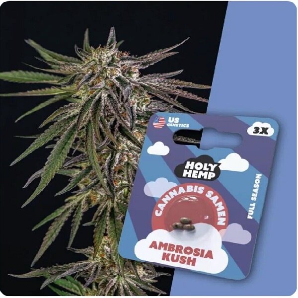 Holy Hemp Holy Hemp Cannabis Samen - Ambrosia Kush (3 Stück) - Made in USA