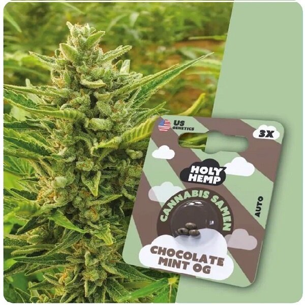 Holy Hemp Holy Hemp Cannabis Samen - Chocolate Mint OG (3 Stück)